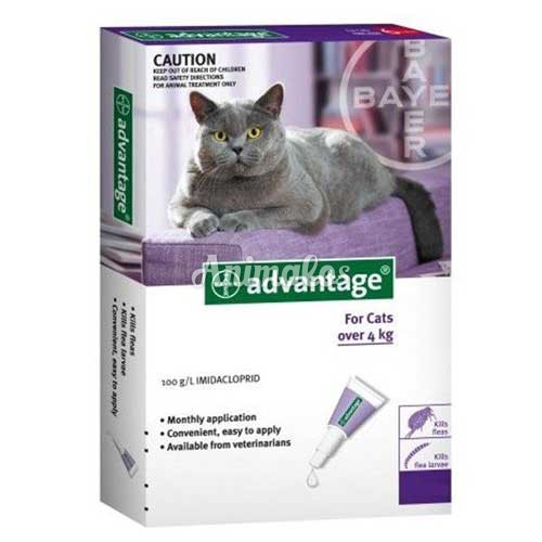 אמפולות אדוונטג’ לחתולים במשקל של מעל 4 ק"ג